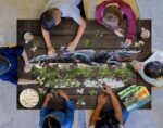 Wow poszter méretű forma puzzle - Aligátor, 100 db, játék közben