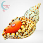Hangot adó élethű plüss kagyló a hátán, 20 cm (Wild Republic) Hangot adó élethű plüss kagyló a hátán, 20 cm (Wild Republic)